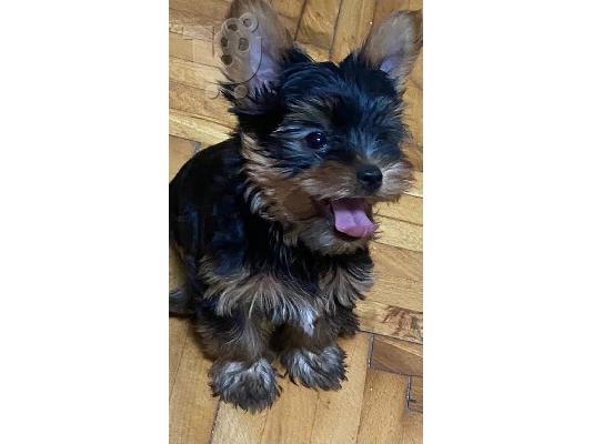 Mini Yorkies